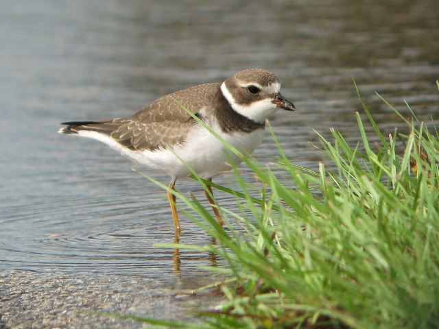 Semipalmated Plover